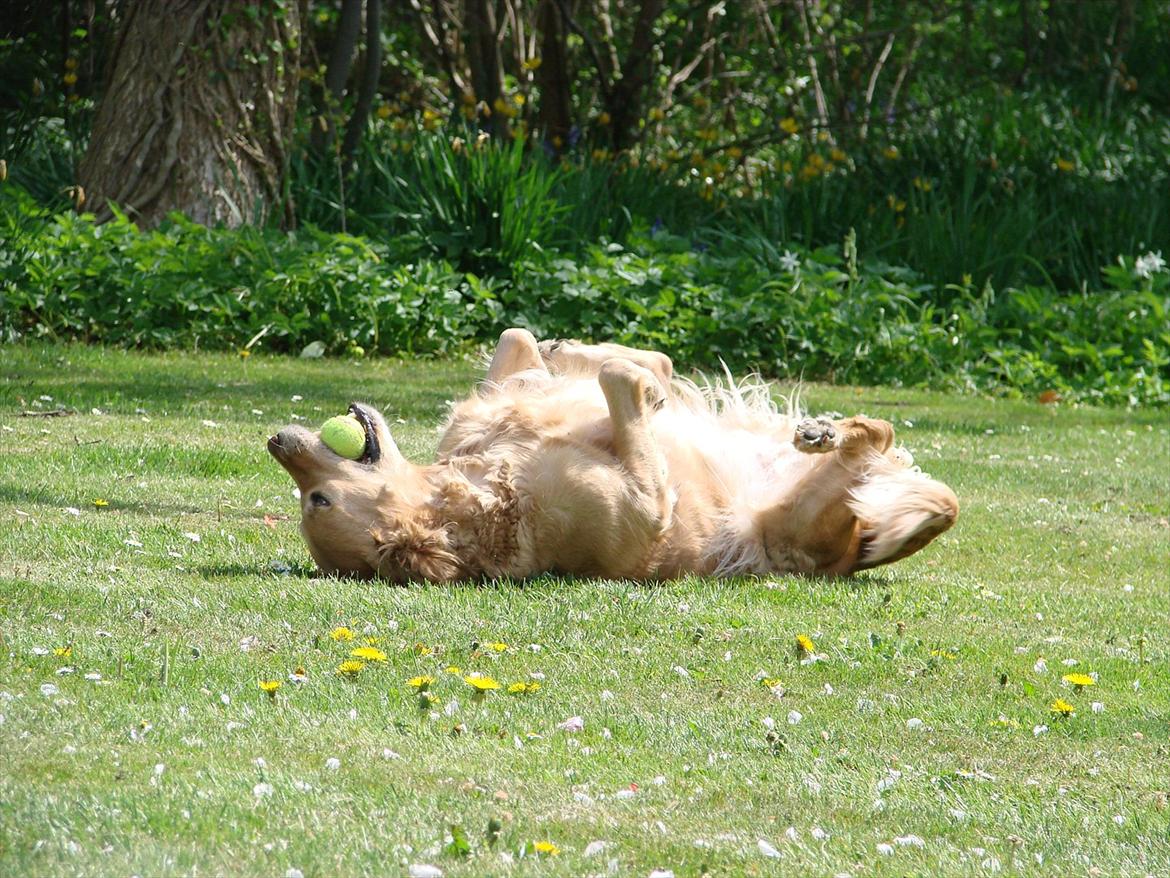 Blanding af racer Freja billede 13