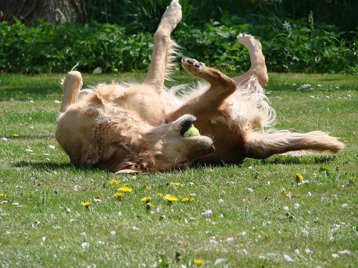 Blanding af racer Freja billede 14