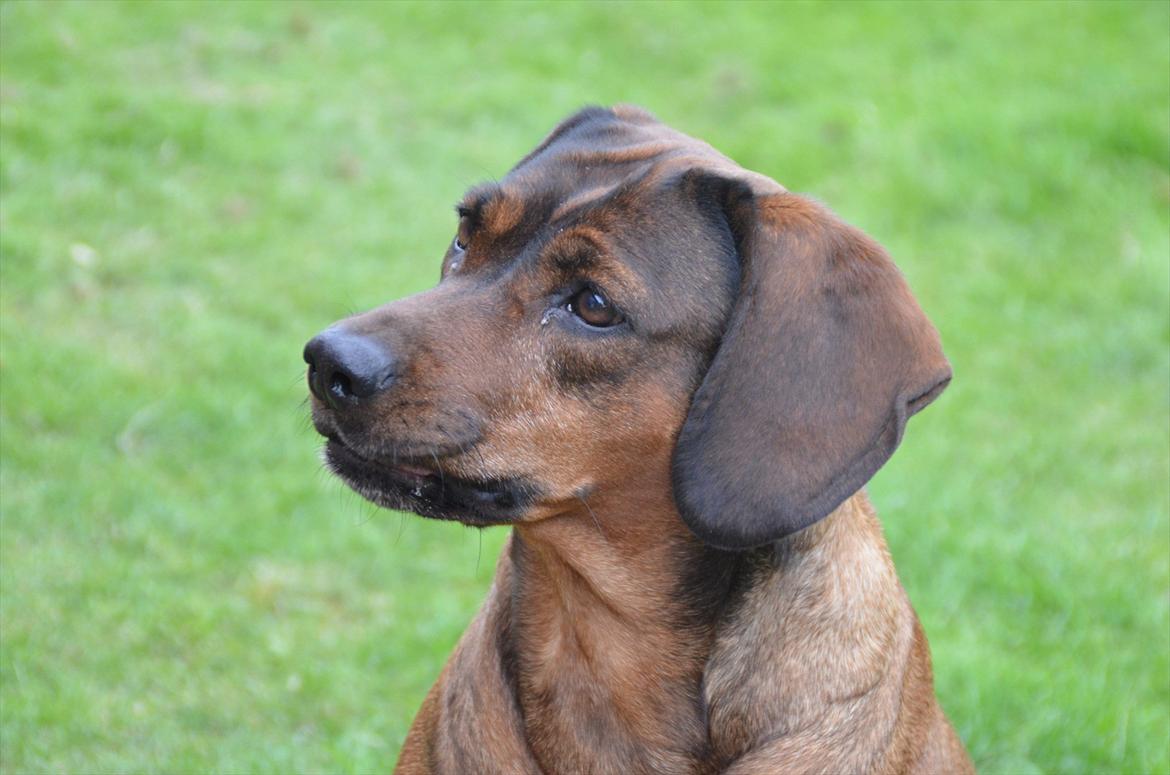 Blanding af racer Gizmo billede 1