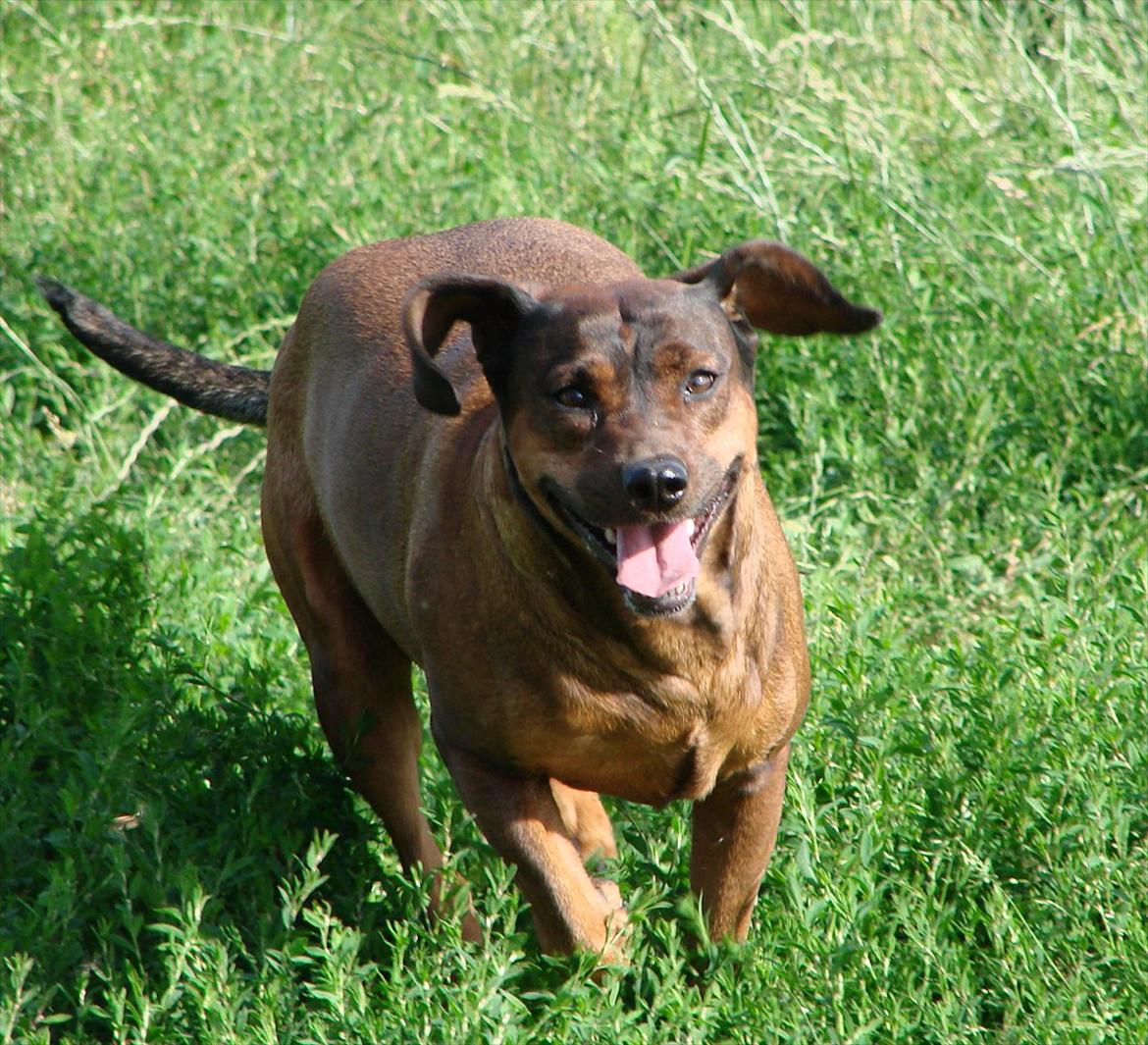 Blanding af racer Gizmo billede 2