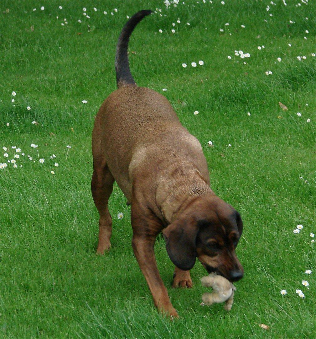 Blanding af racer Gizmo billede 3