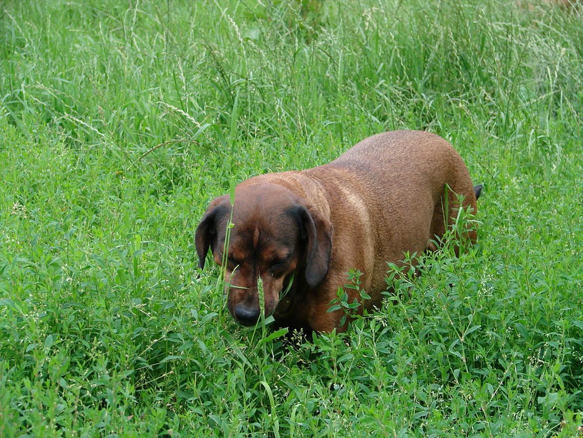 Blanding af racer Gizmo billede 4