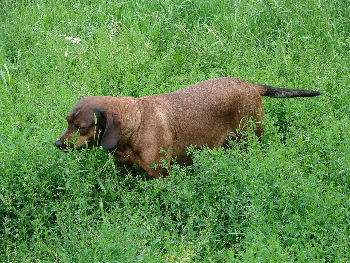 Blanding af racer Gizmo billede 5