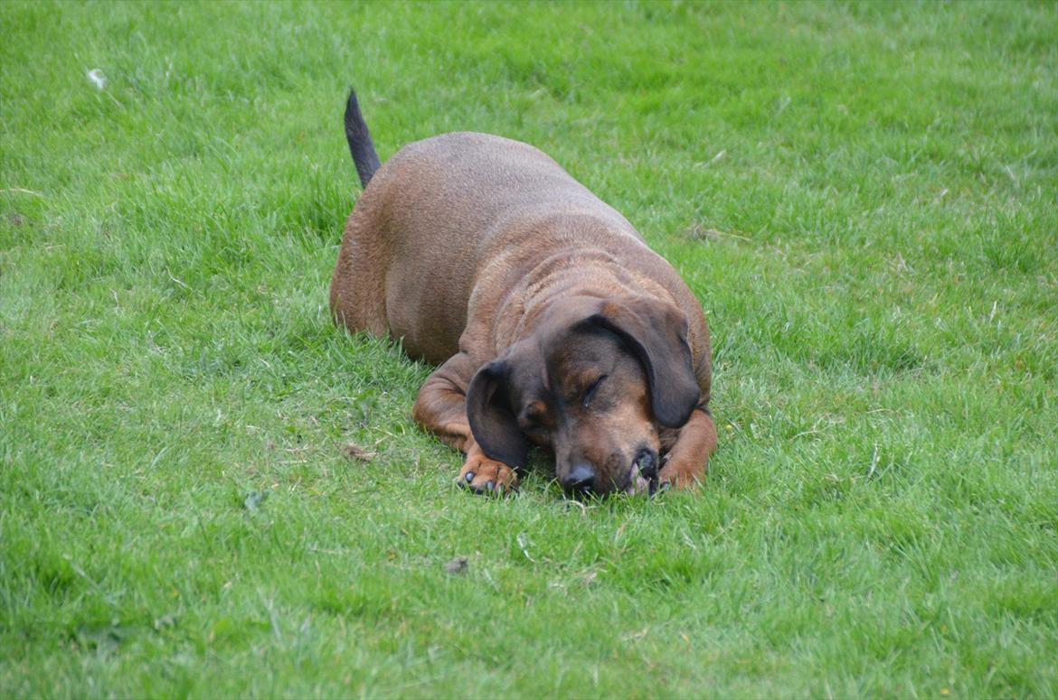 Blanding af racer Gizmo billede 6