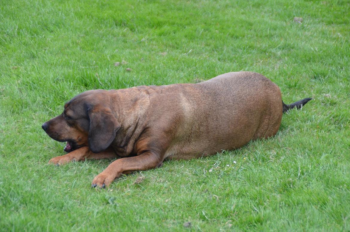 Blanding af racer Gizmo billede 7