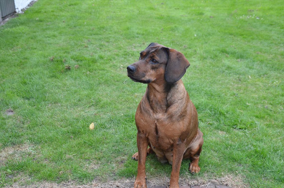 Blanding af racer Gizmo billede 8