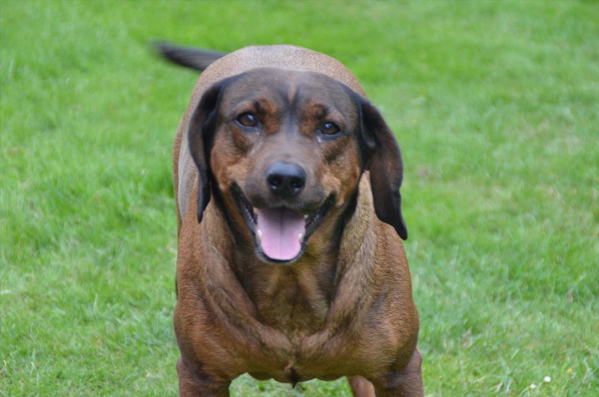 Blanding af racer Gizmo billede 9