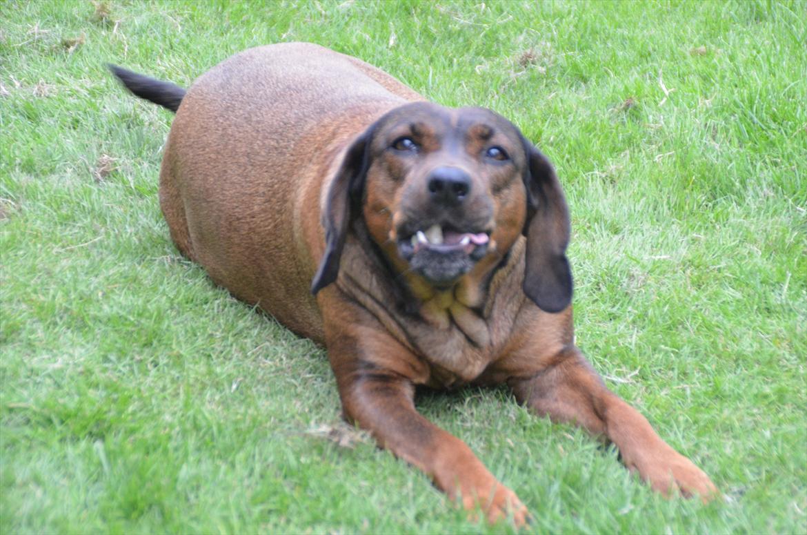 Blanding af racer Gizmo billede 10