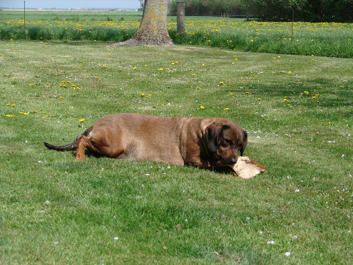 Blanding af racer Gizmo billede 11