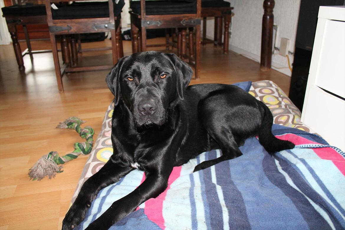 Labrador retriever Thor billede 7