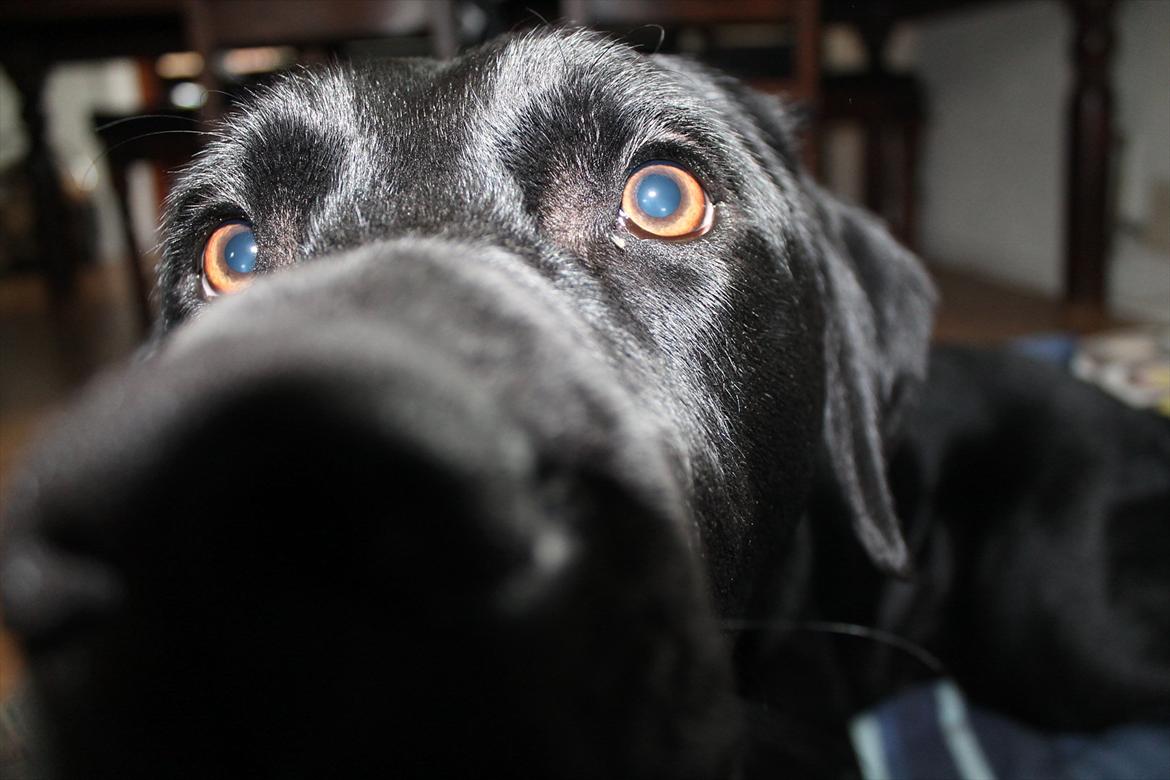 Labrador retriever Thor billede 8