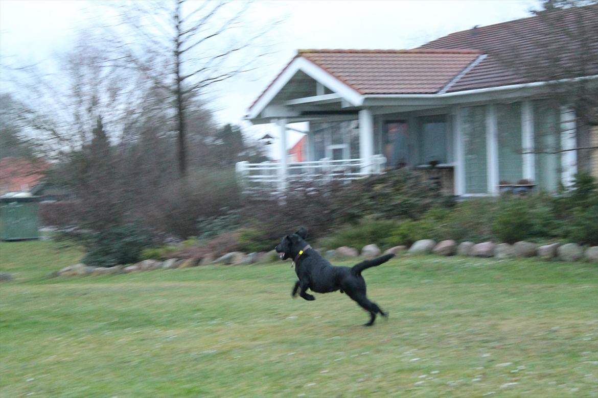 Labrador retriever Thor billede 9