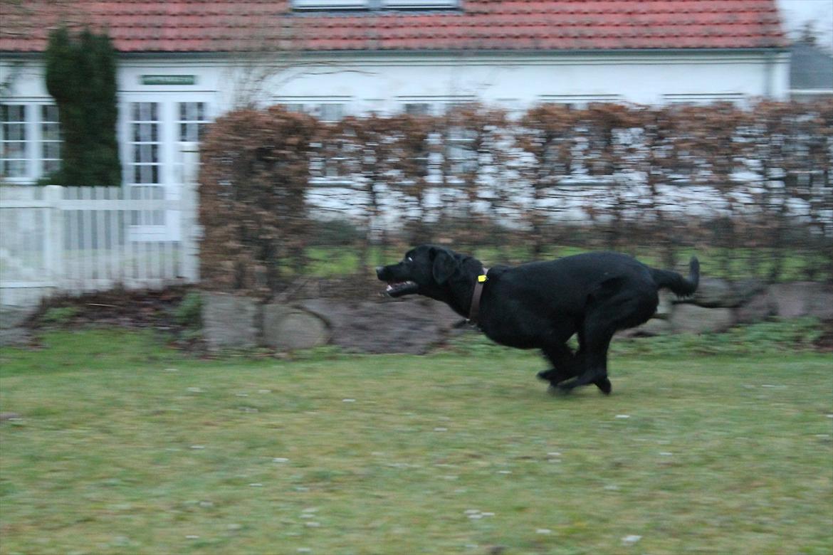 Labrador retriever Thor billede 10