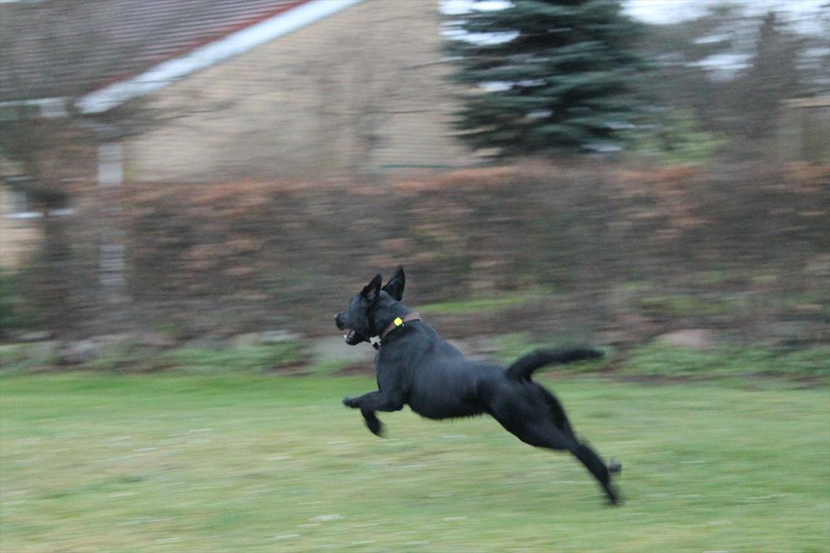 Labrador retriever Thor billede 11