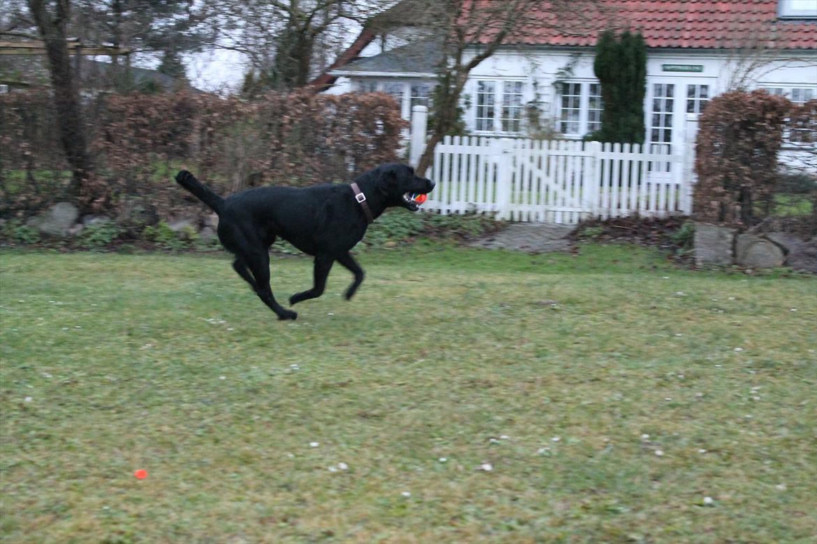 Labrador retriever Thor billede 12