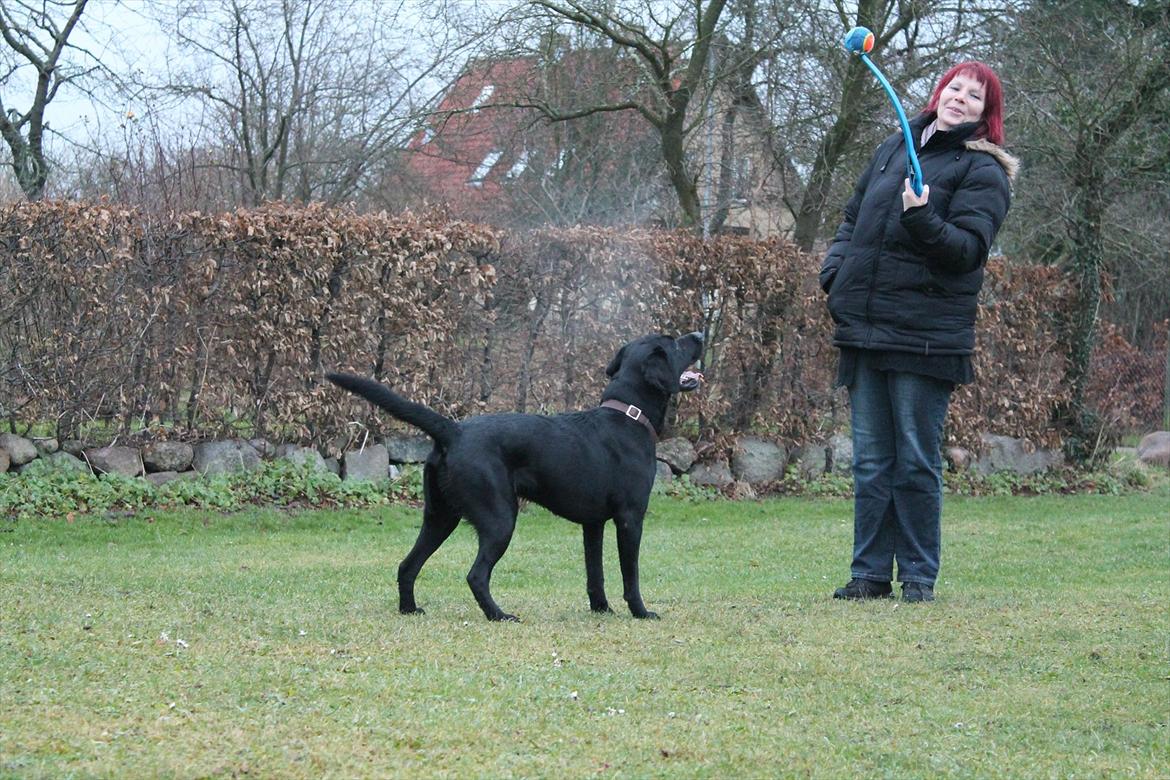 Labrador retriever Thor billede 13