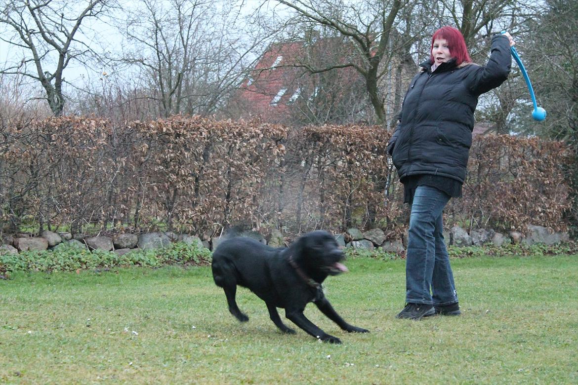 Labrador retriever Thor billede 14