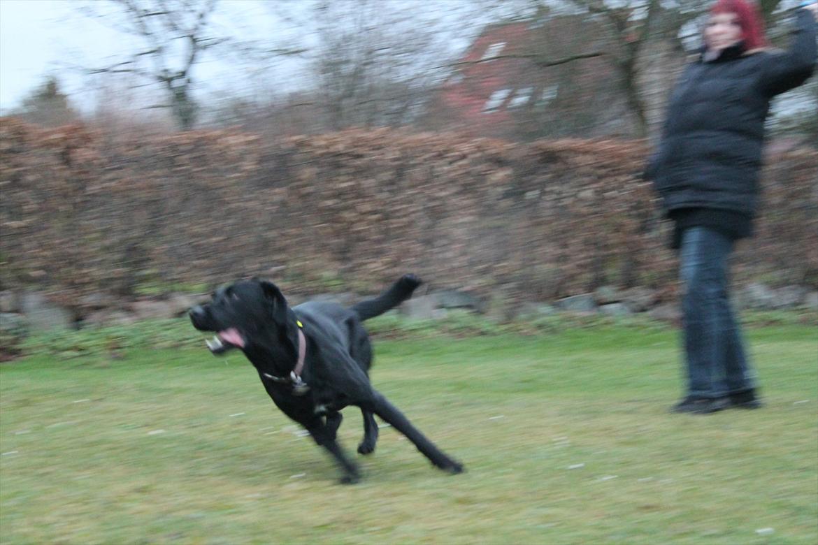 Labrador retriever Thor billede 15