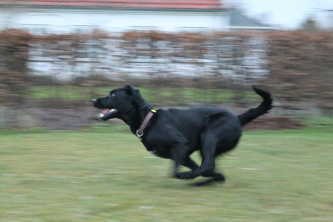 Labrador retriever Thor billede 16