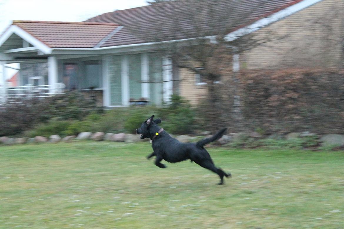 Labrador retriever Thor billede 17