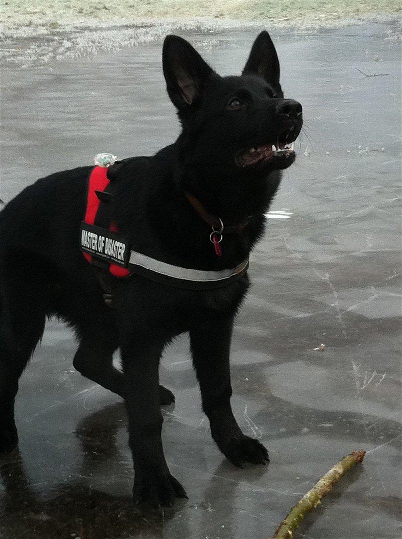 Schæferhund Nelly *AKA* Terroristen. - Nelly 5 måneder gammel:) billede 27