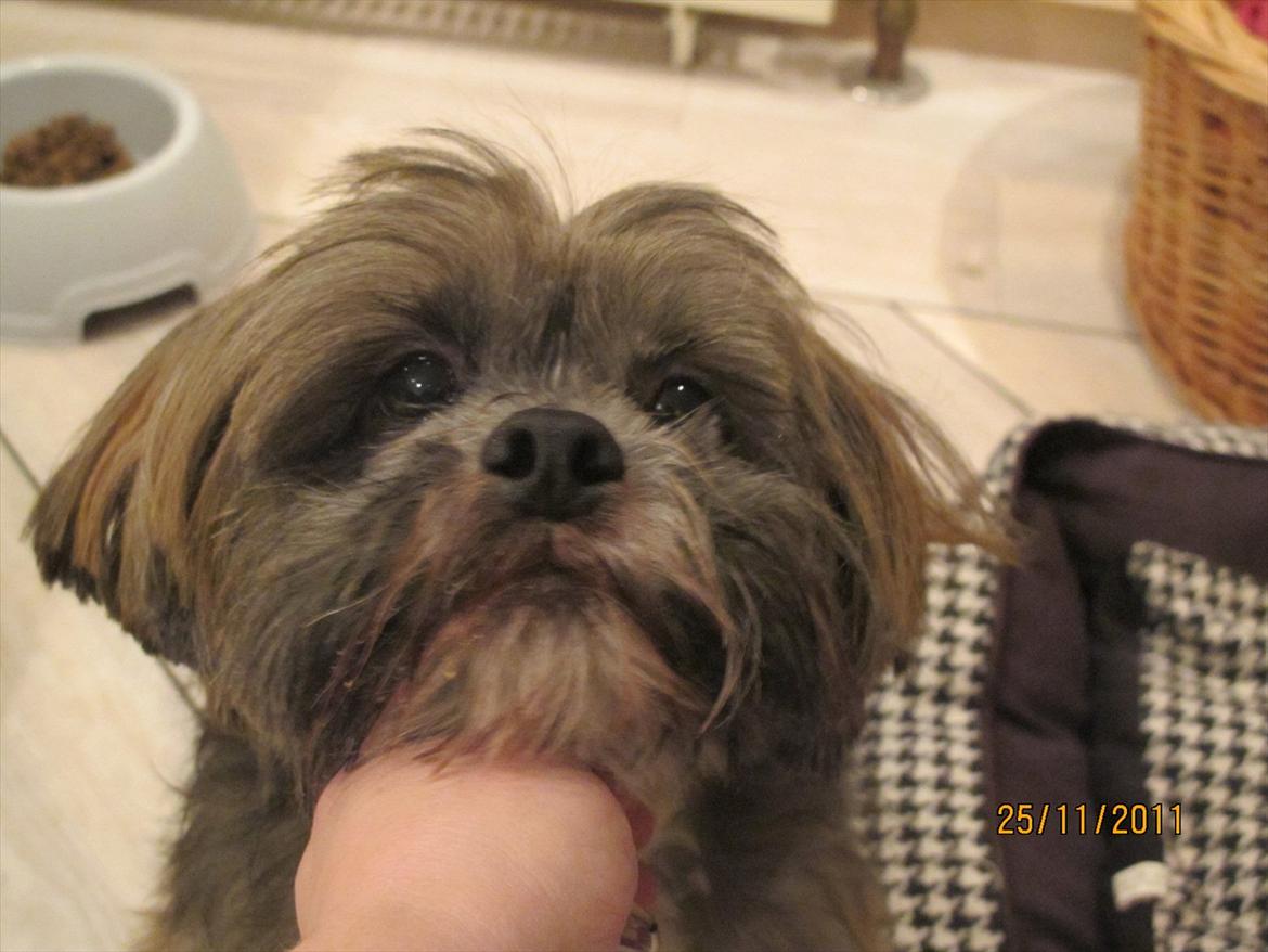 Lhasa apso Dame Kiri Te Kanawa - Før hun smukke afsted! <3 billede 6