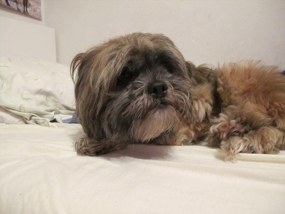 Lhasa apso Dame Kiri Te Kanawa - Wow jeg elsker hende! <3 billede 7