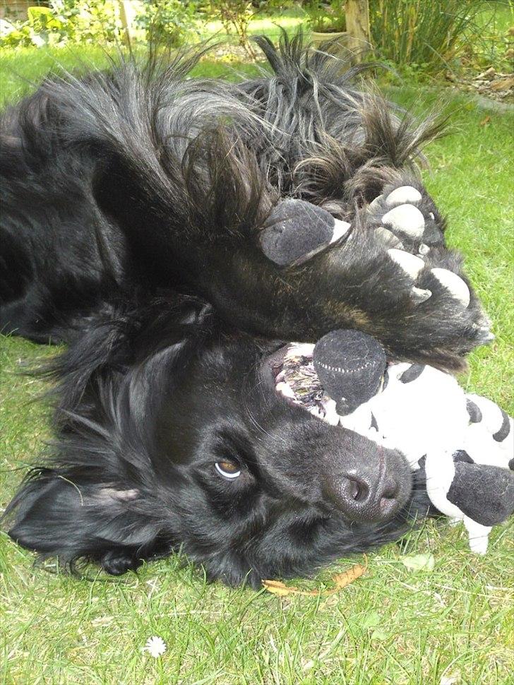 Blanding af racer Bamse billede 11