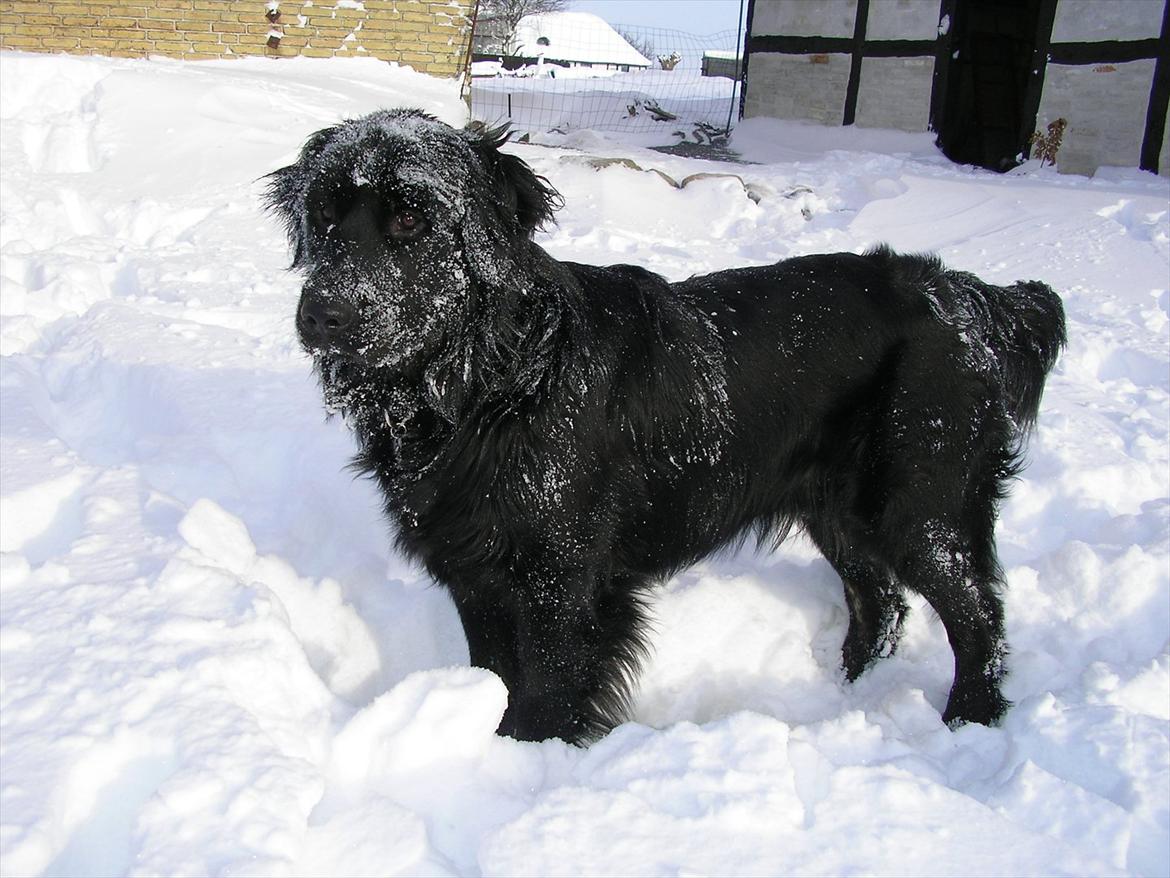 Blanding af racer Bamse - sne sne kom igen, for du er min bedste ven... billede 19