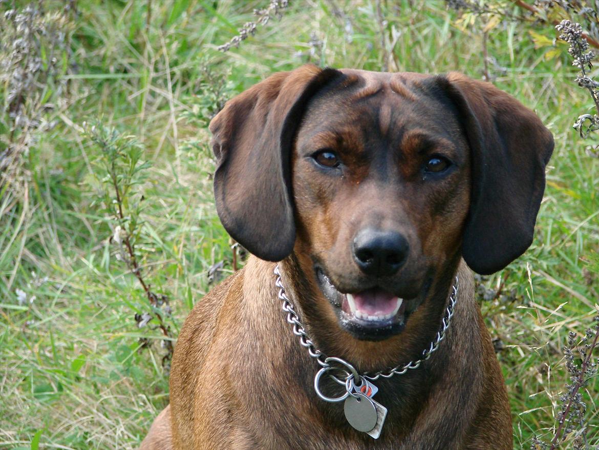 Blanding af racer Gizmo billede 12