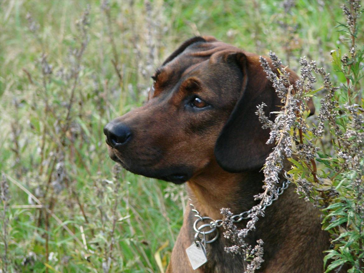 Blanding af racer Gizmo billede 13