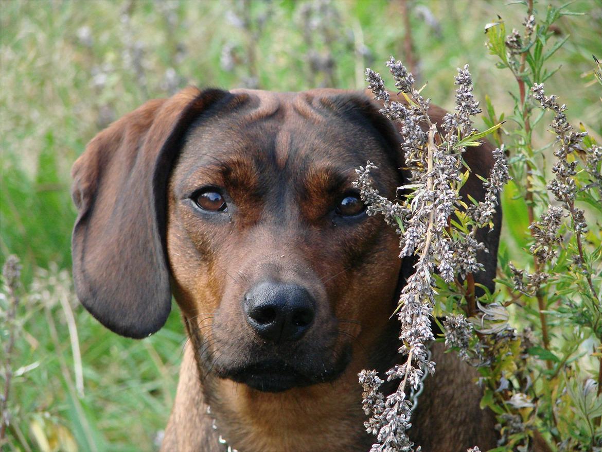 Blanding af racer Gizmo billede 14