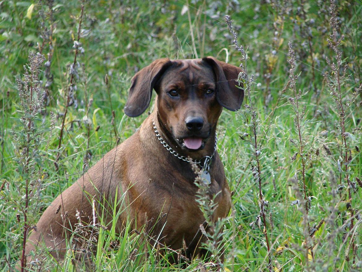 Blanding af racer Gizmo billede 15