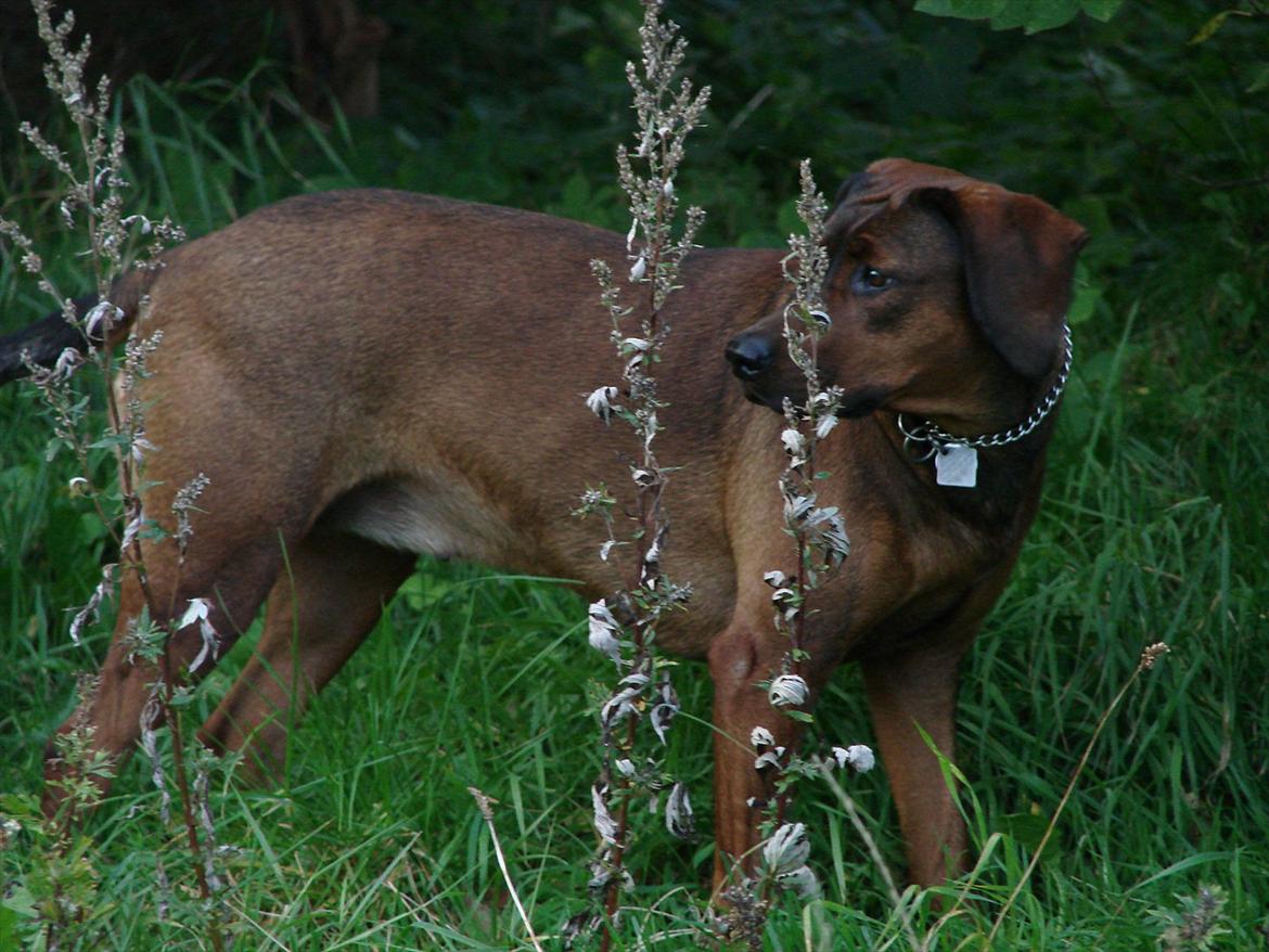 Blanding af racer Gizmo billede 16