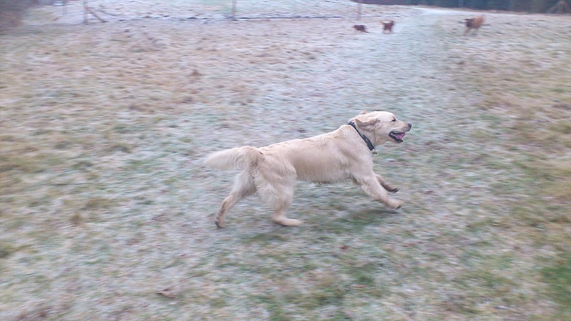 Golden retriever Woodstar Beeca billede 2