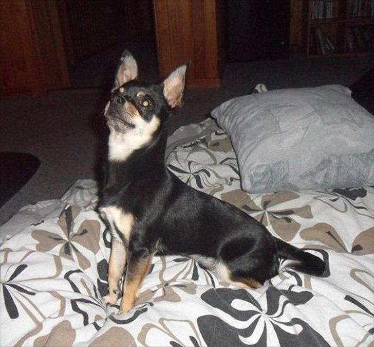 Blanding af racer Kessler - Kessler :) Min super smukke og dejlige chihuahua.  billede 1