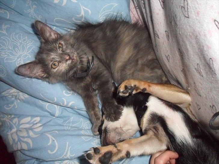 Blanding af racer Kessler billede 2