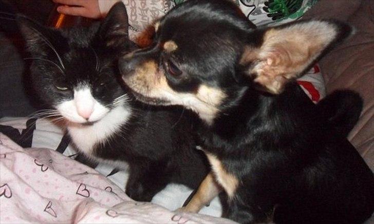 Blanding af racer Kessler billede 3