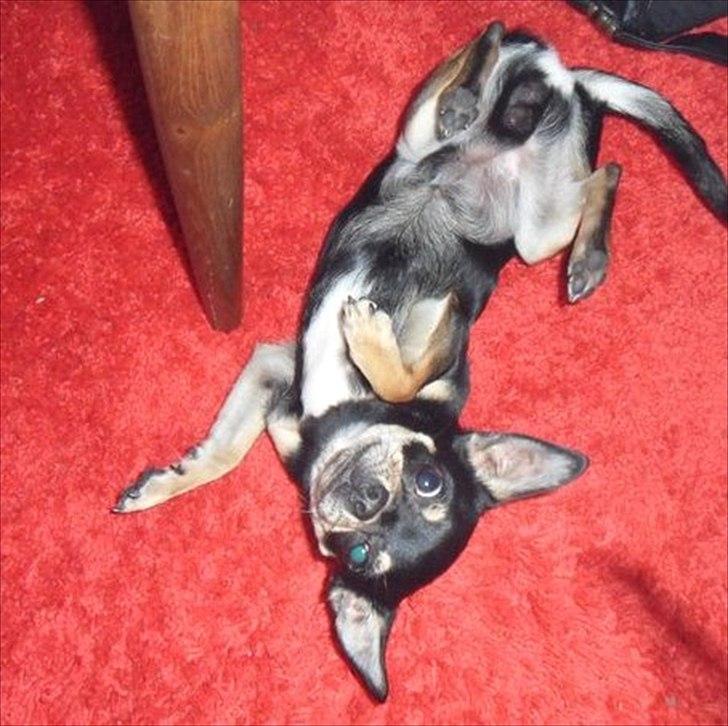 Blanding af racer Kessler billede 4