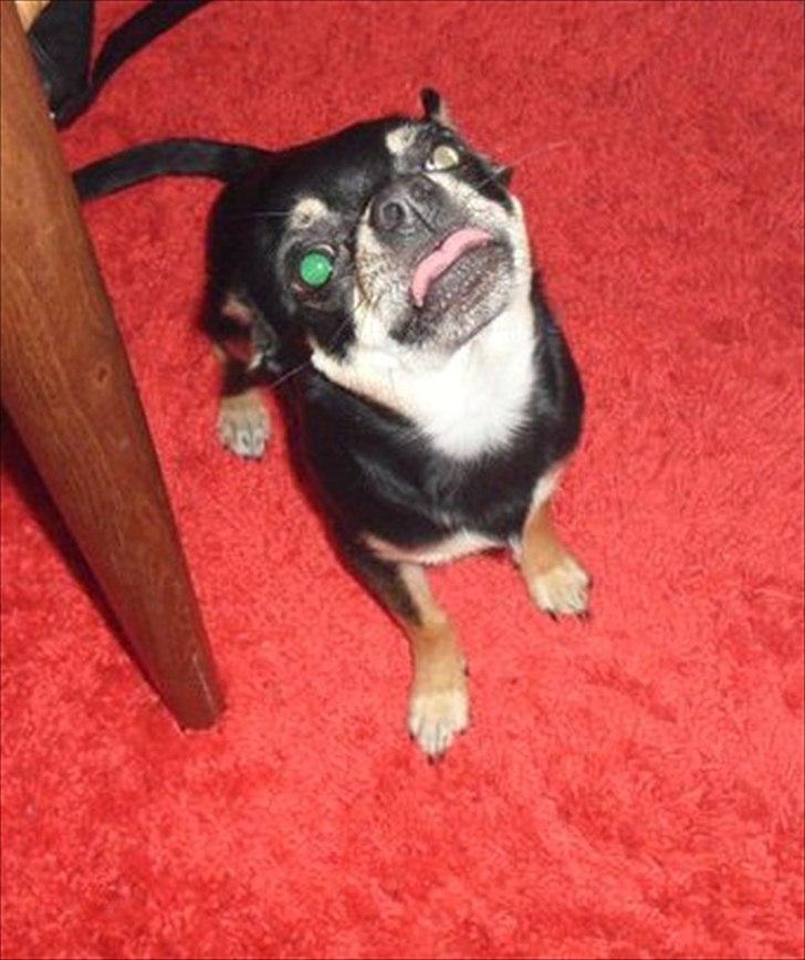 Blanding af racer Kessler billede 5