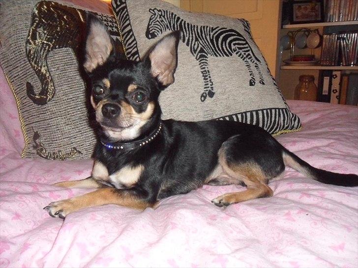 Blanding af racer Kessler billede 6