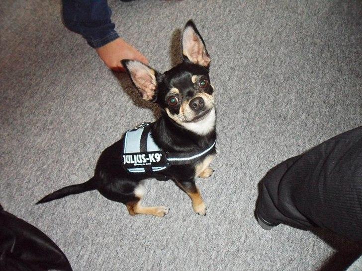 Blanding af racer Kessler billede 7