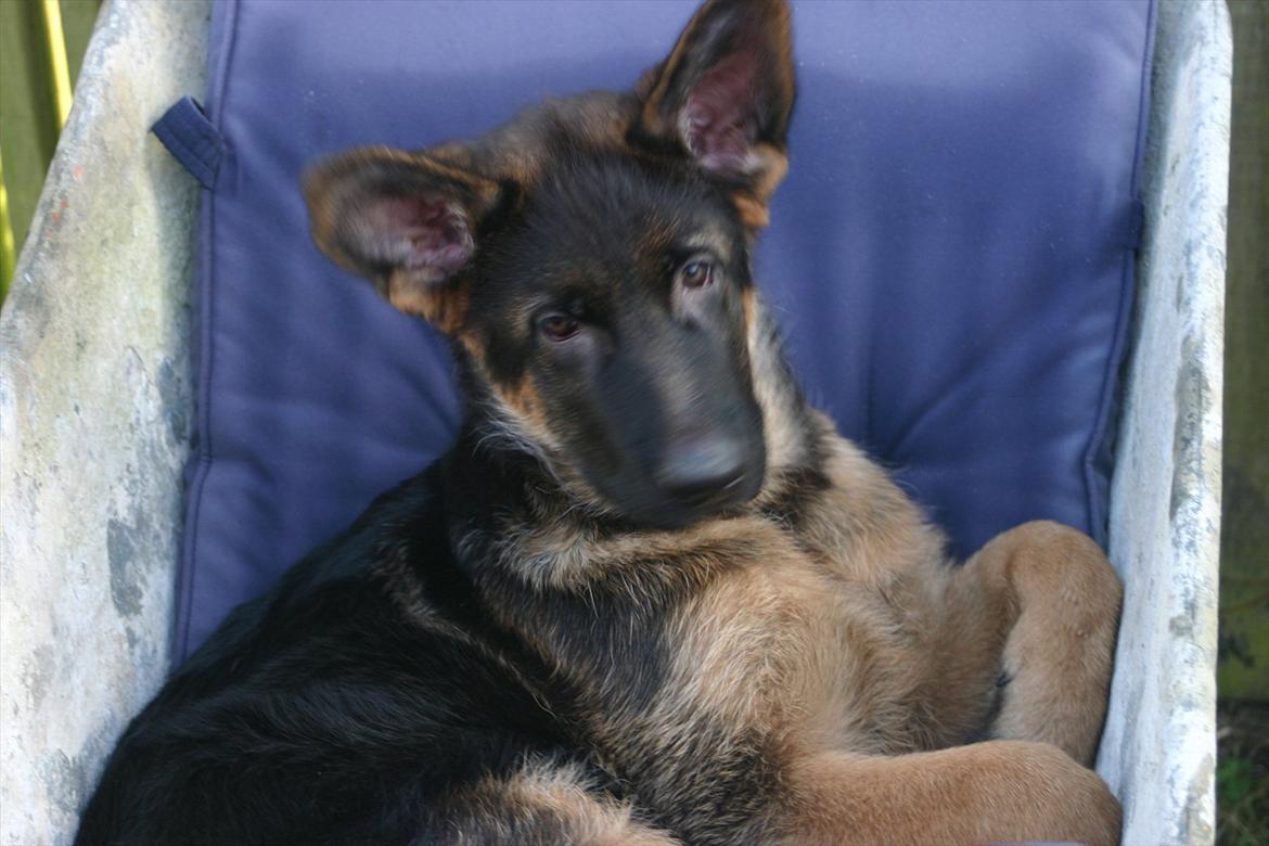 Schæferhund Arijel's Farco (R.I.P) billede 1