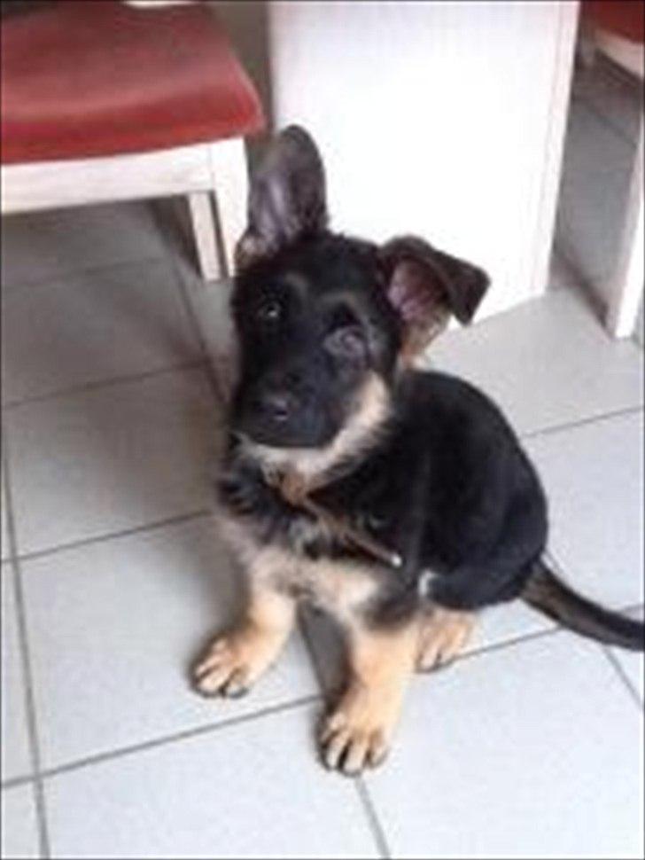 Schæferhund Arijel's Farco (R.I.P) billede 3