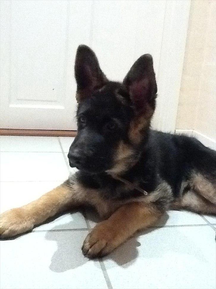 Schæferhund Arijel's Farco (R.I.P) billede 4