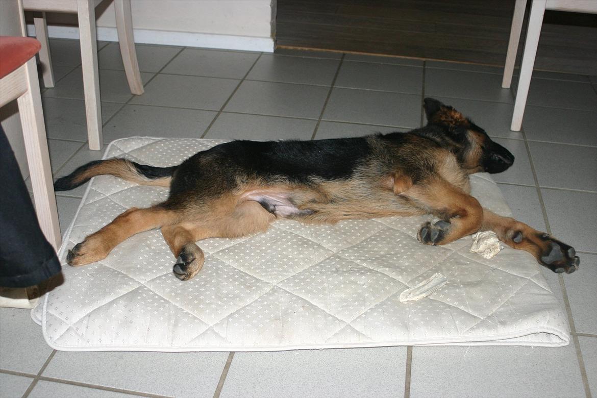 Schæferhund Arijel's Farco (R.I.P) billede 8