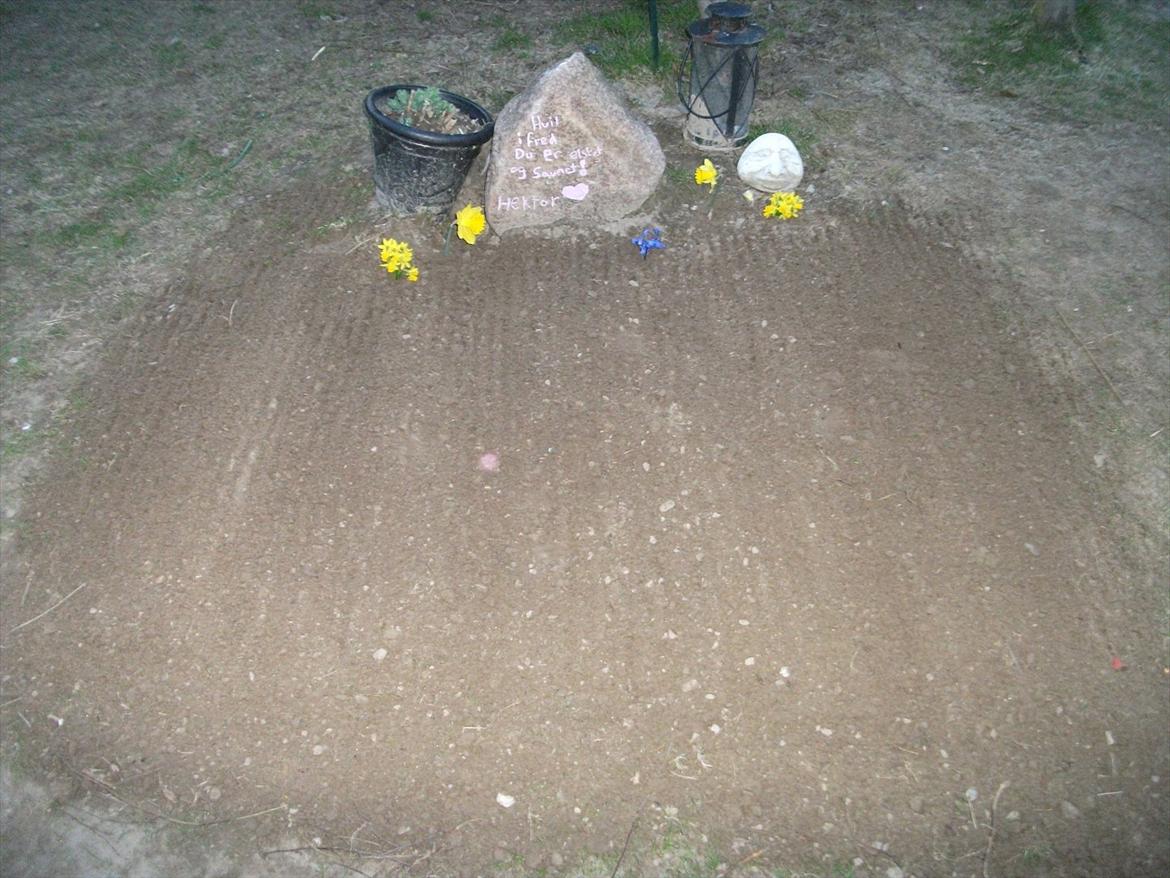 Golden retriever Rocky Hektor           Du er elsket og savnte skat billede 9