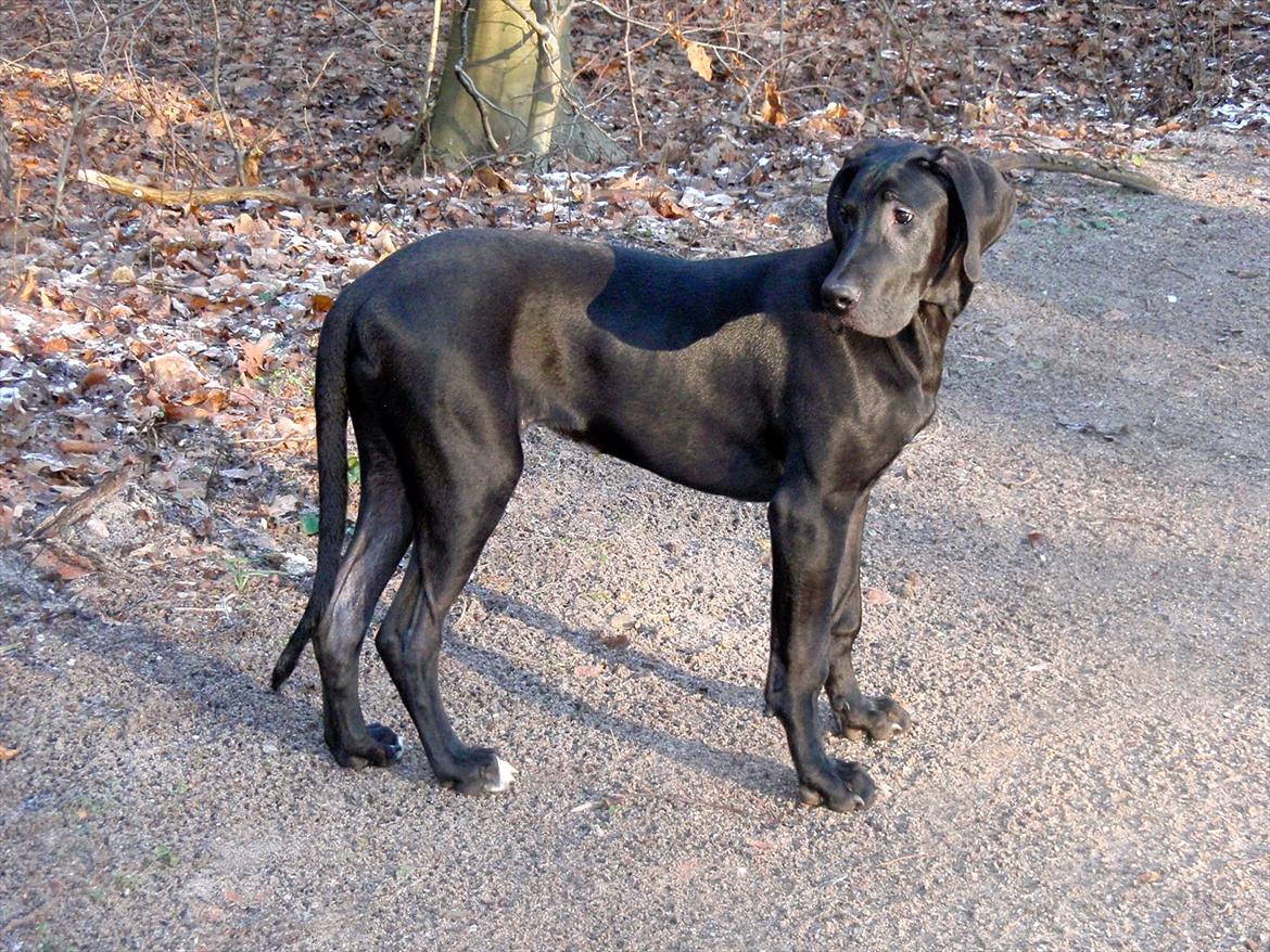 Grand danois Baloo - Den dejlige dreng, 4 måneder gammel. billede 1
