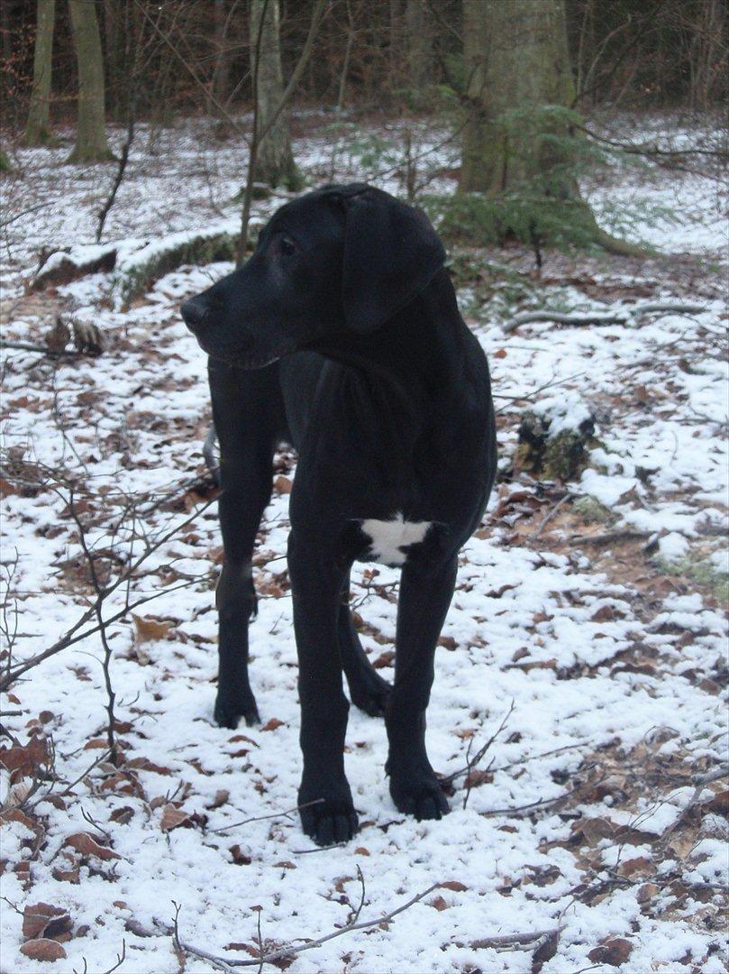 Grand danois Baloo - Baloo's første sne! 4 måneder gammel. billede 2