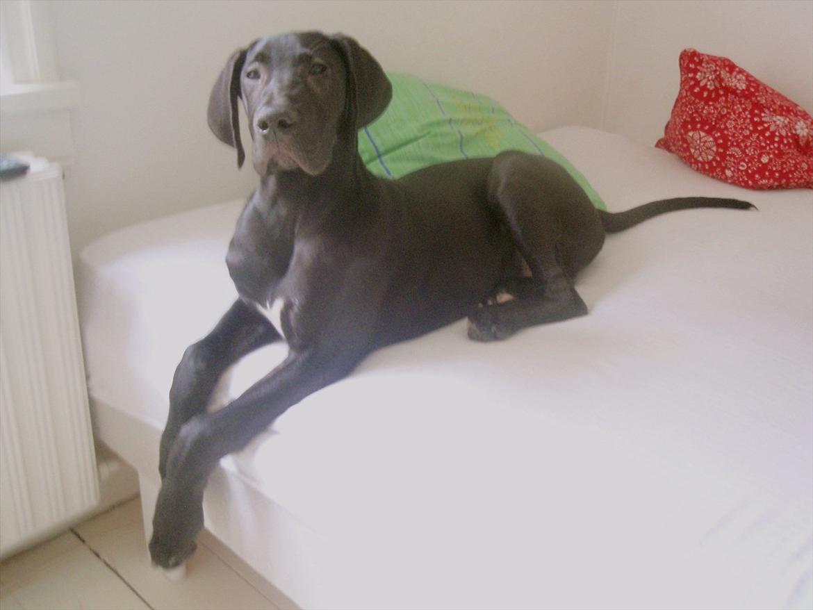 Grand danois Baloo - Driver den af i mors seng. 3 måneder gammel. billede 3